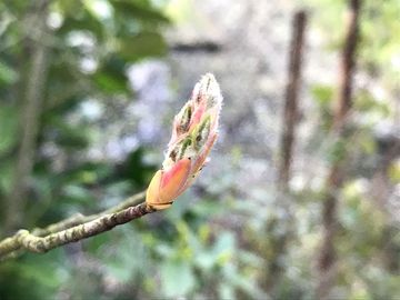 Felsenbirne – Amelanchier ovalis