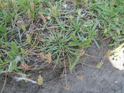 Krähenfuss-Wegerich (Plantago coronopus L.).