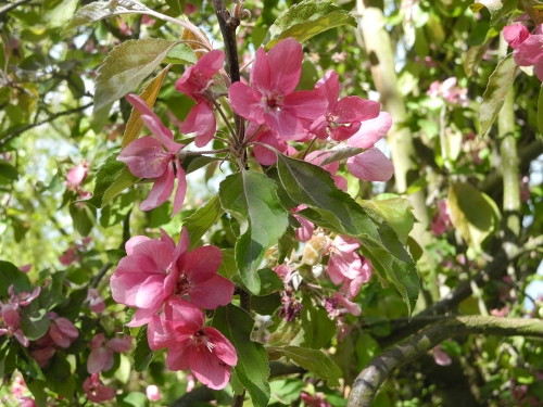 Blüten des Purpurapfel (Malus purpurea agg.).